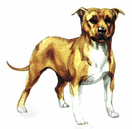 Staffie Dog Breed