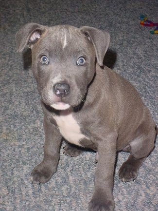 Staffie Dog Puppies