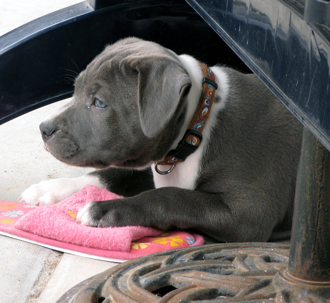 Staffie Dog Puppies