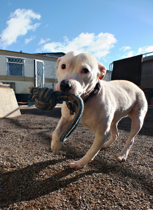 Staffie Dog Rescue