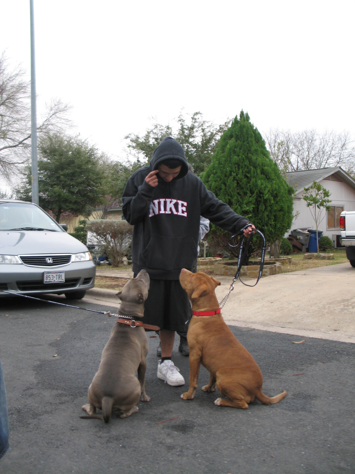 Staffie Dog Training