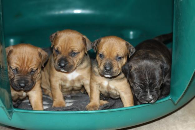 Staffie Puppies For Adoption