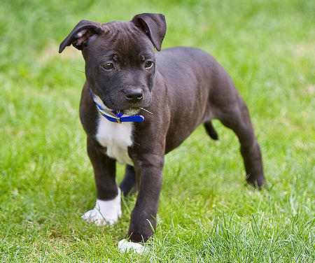 Staffie Puppies For Adoption