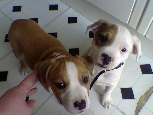 Staffie Puppies For Sale