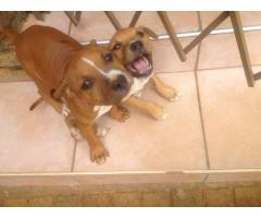 Staffie Puppies For Sale Gauteng