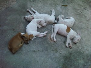 Staffie Puppies For Sale In Durban