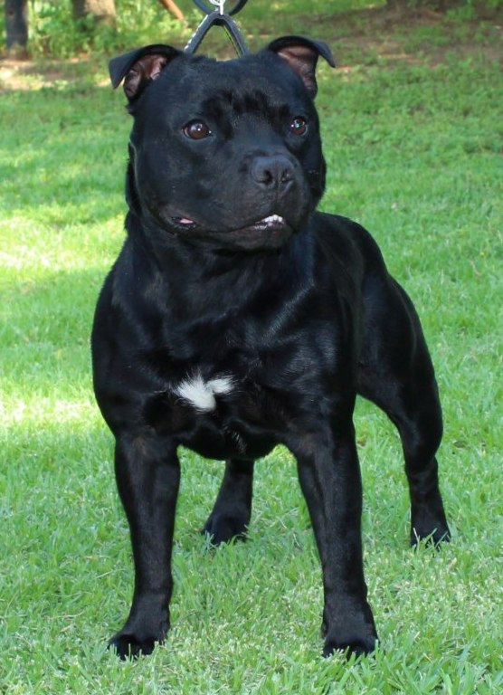 Staffie Terrier