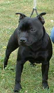 Staffie Terrier