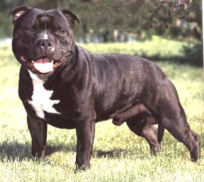 Staffie Terrier