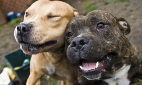 Staffies And Babies