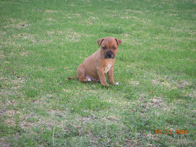 Staffies And Babies