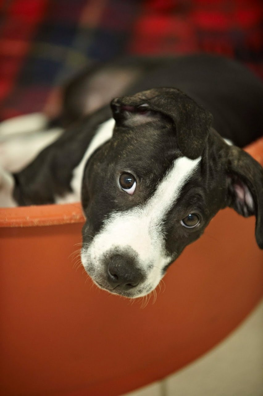 Staffies And Babies