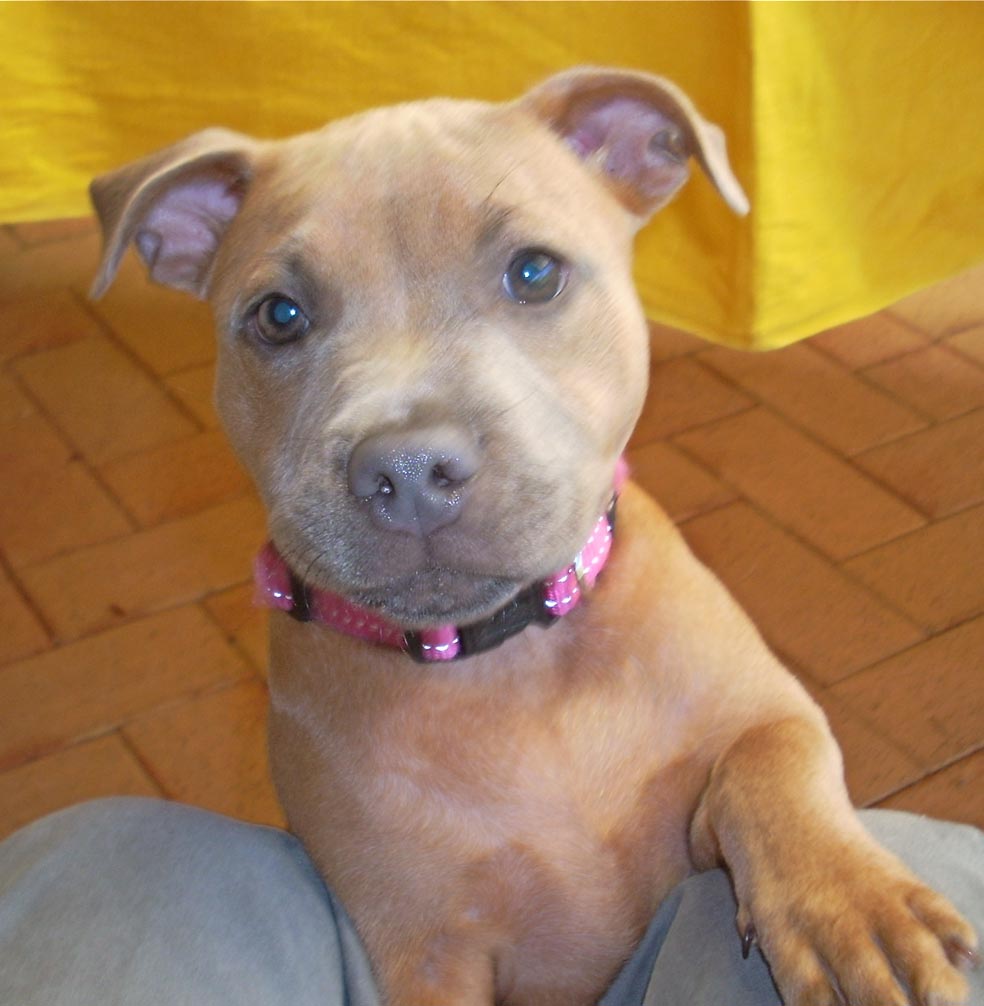 Staffies And Babies