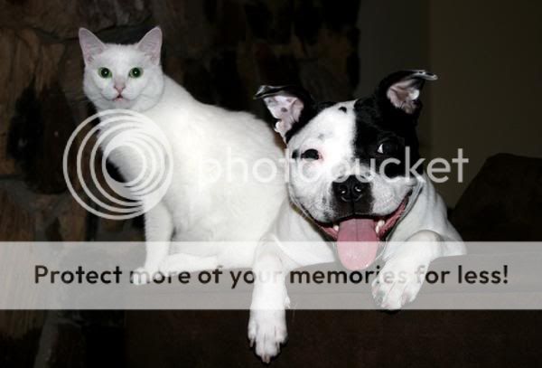 Staffies And Cats