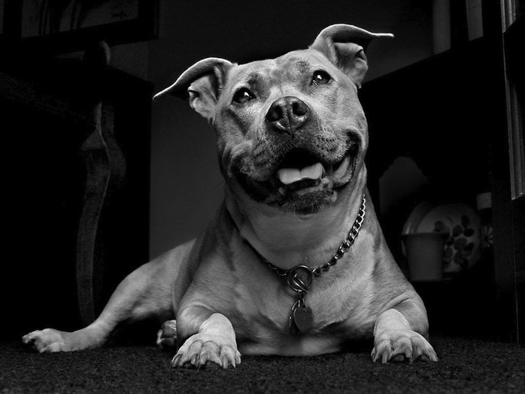 Staffies And Pitbulls