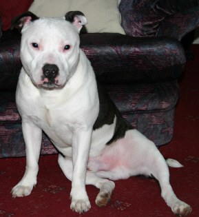 Staffies Fighting