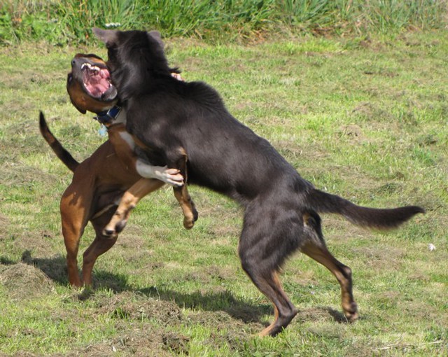 Staffies Fighting