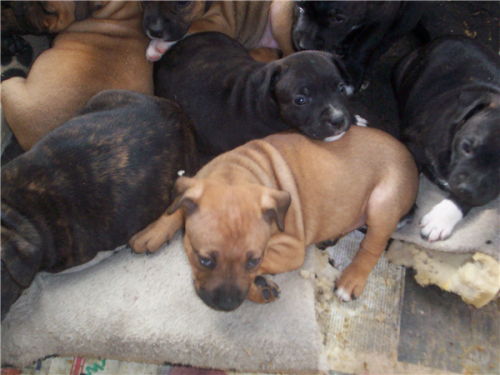 Staffies Puppies