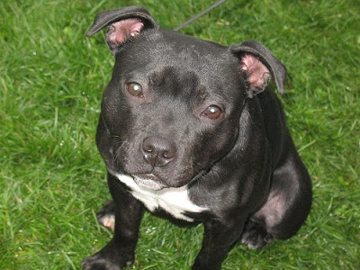 Staffies Puppies