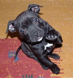 Staffies Puppies