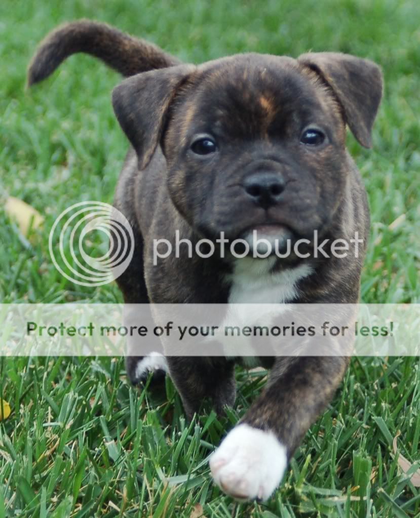 Staffordshire Bull Terrier Puppies