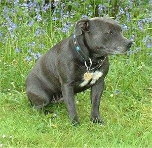 Staffordshire Bull Terrier Puppies Blue