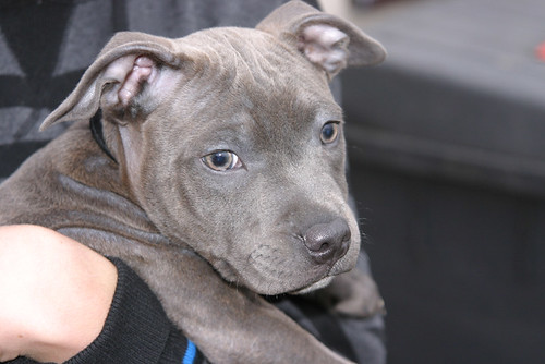 Staffordshire Bull Terrier Puppies Blue