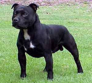 Staffordshire Bull Terrier Puppies Blue