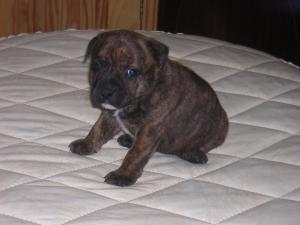 Staffordshire Bull Terrier Puppies Brindle