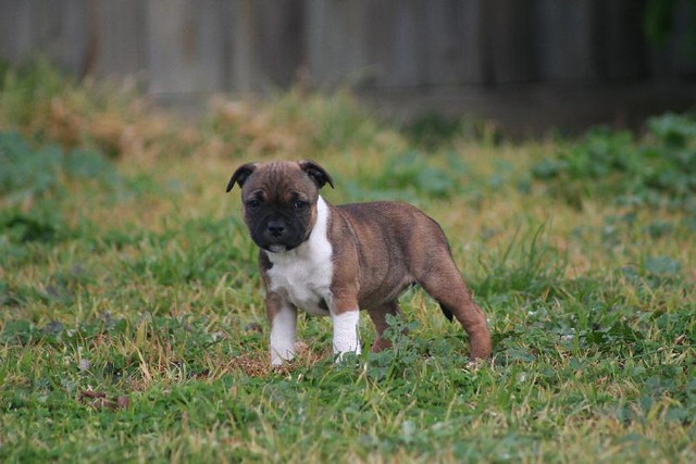 Staffordshire Bull Terrier Puppies Brindle