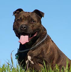 Staffordshire Bull Terrier Puppies Brindle