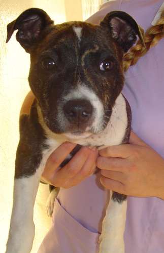 Staffordshire Bull Terrier Puppies Brindle