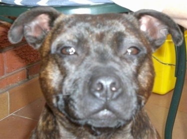 Staffordshire Bull Terrier Puppies Brindle