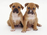 Staffordshire Bull Terrier Puppies Brown