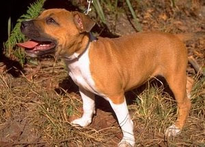 Staffordshire Bull Terrier Puppies Brown