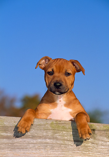 Staffordshire Bull Terrier Puppies Brown