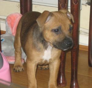 Staffordshire Bull Terrier Puppies Brown