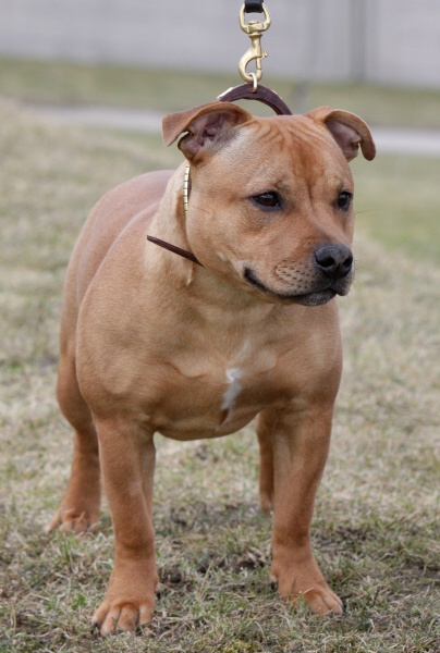 Staffordshire Bull Terrier Puppies Brown