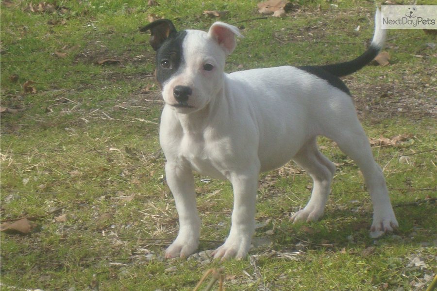 Staffordshire Bull Terrier Puppies Pictures