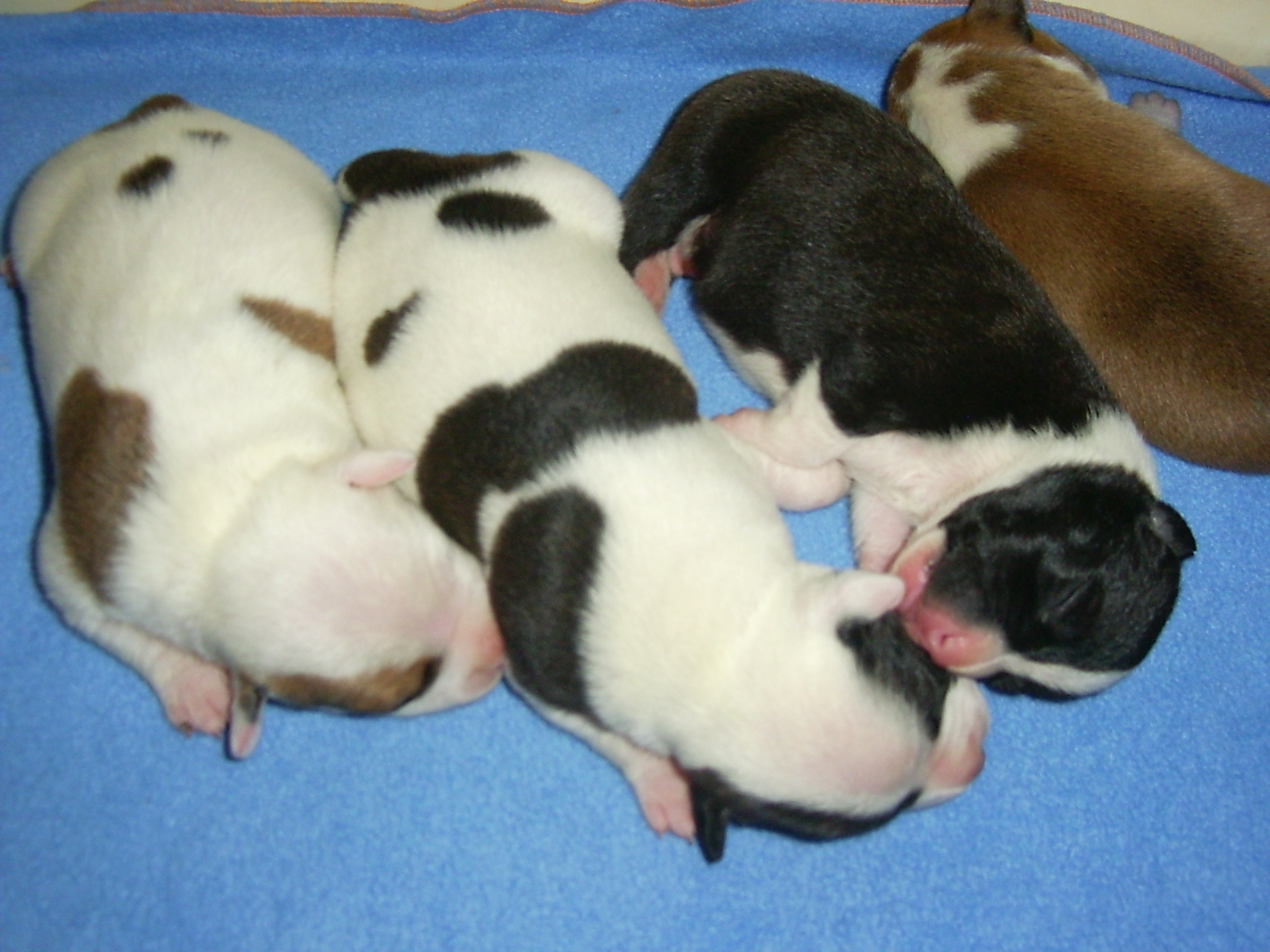 Staffordshire Bull Terrier Puppies Pictures