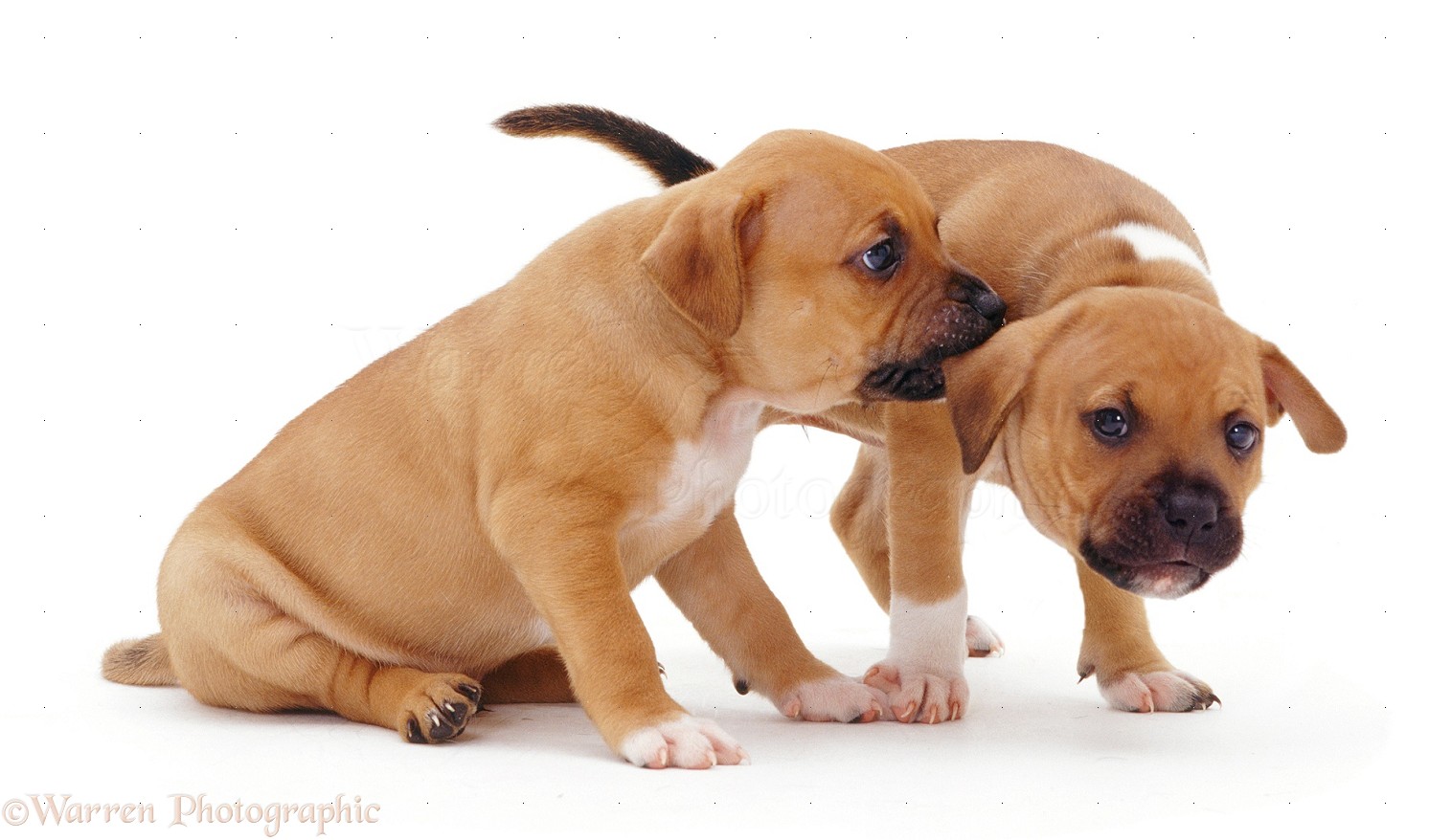 Staffordshire Bull Terrier Puppies Pictures