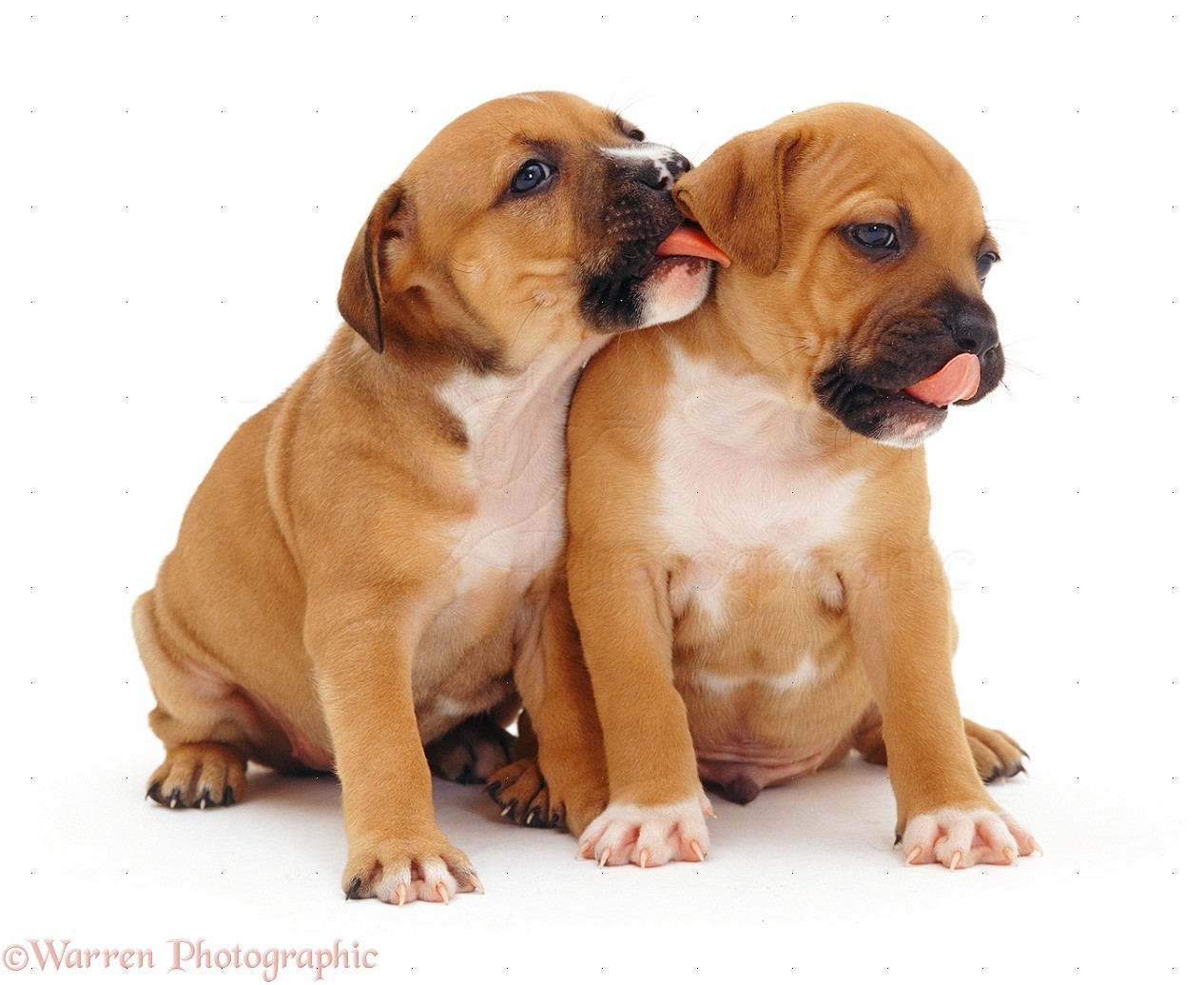 Staffordshire Bull Terrier Puppies Red