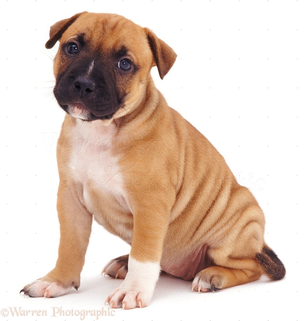 Staffordshire Bull Terrier Puppies Red