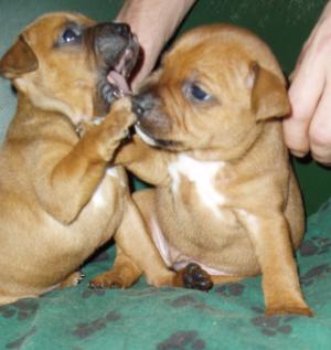 Staffordshire Bull Terrier Puppies Red