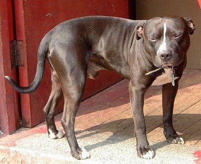 Staffordshire Bull Terrier Puppies Red