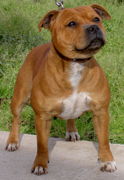 Staffordshire Pitbull Boxer