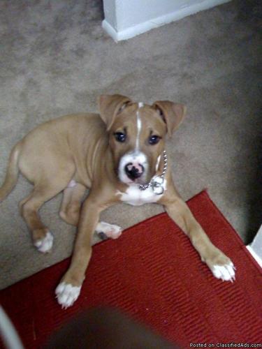 Staffordshire Pitbull Cross