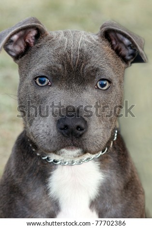 Staffordshire Pitbull Puppies