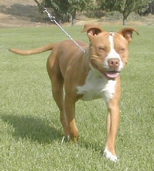 Staffordshire Pitbull Terrier Puppies