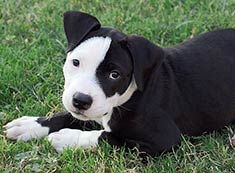 Staffordshire Pitbull Terrier Puppies